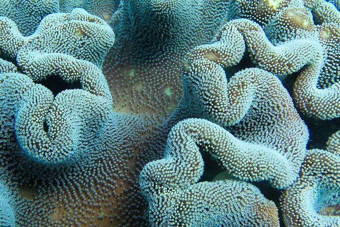 Muiron Island Diving Tour - Participant Requirements