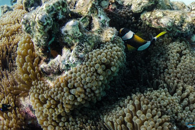 Muiron Island Diving Tour - Additional Information