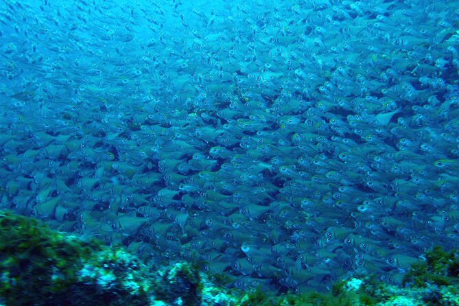 Muiron Islands Snorkeling in Exmouth - Included Amenities and Provisions