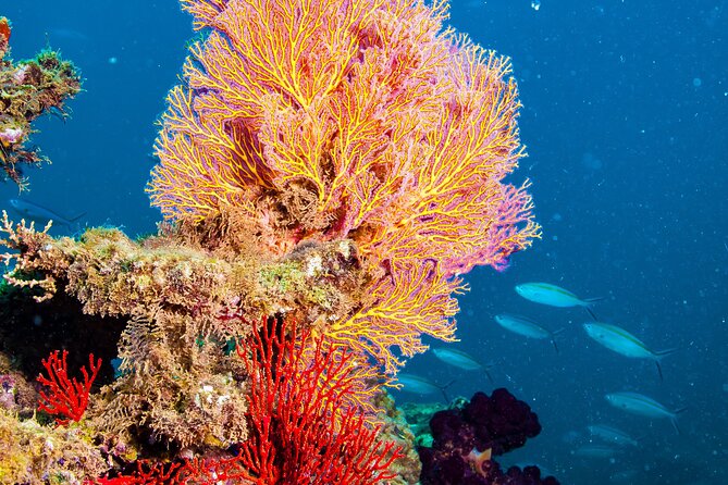 Muiron Islands Snorkeling in Exmouth - Operator and Tour Information