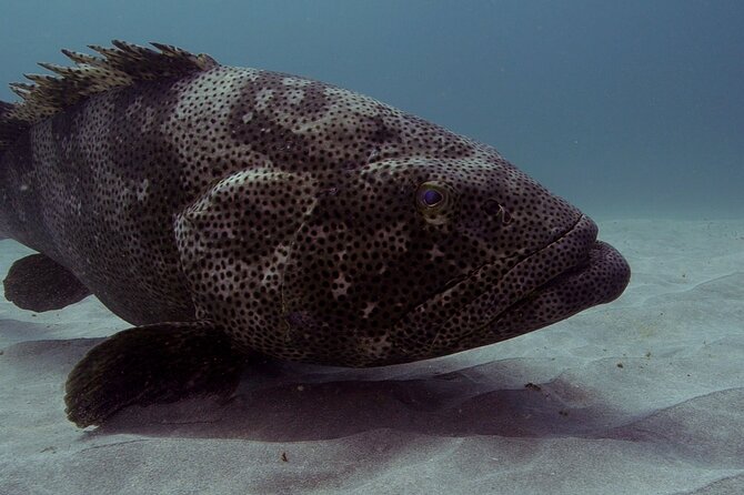 Muiron Islands Snorkeling in Exmouth - Guest Reviews and Feedback