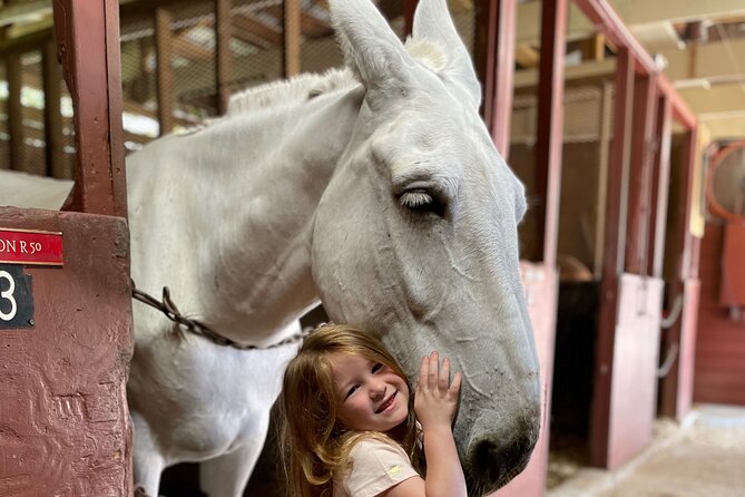 Mules in New Orleans Walking Tour - Key Points