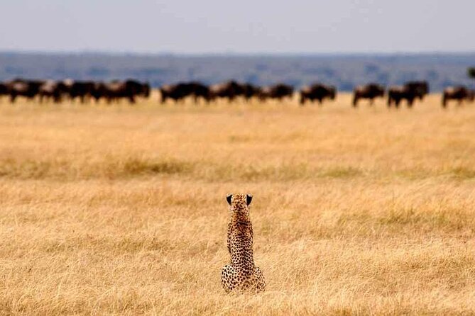 Multi-Day Camping Safari Experience in Arusha - Pickup Locations and Confirmation