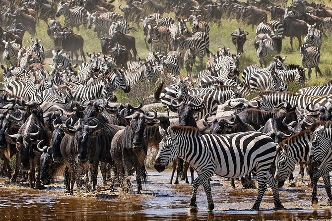 Multi-Day Camping Safari Experience in Arusha - Traveler Considerations