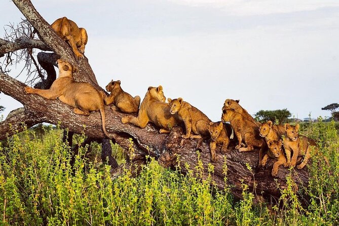 Multi-Day Camping Safari Experience in Arusha - Safari Jeep and Amenities