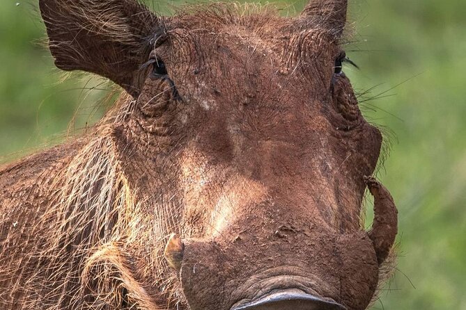 Multi-Day Camping Safari Experience in Arusha - Operator Information
