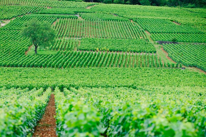 Multi Day Private Tour Prestige Burgundy With 12 Premiers & Grands Crus - Pricing and Reviews