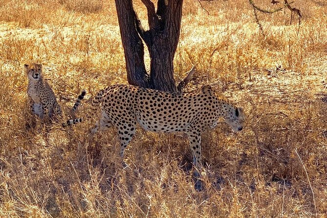 Multi-Day Tanzania Odssey Safari From Arusha - Wildlife Spotting Opportunities