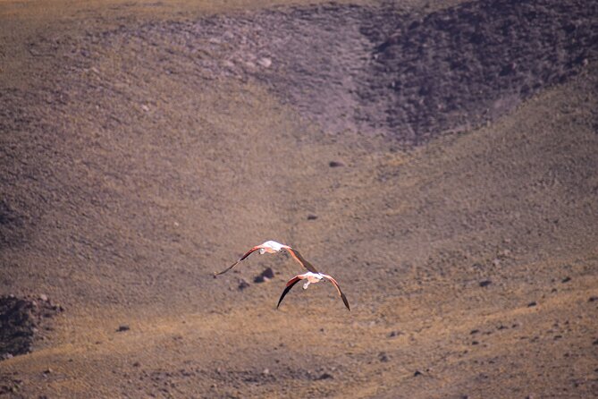 Multi-Day Tour in San Pedro De Atacama With Pickup - Knowledgeable and Kind Guides