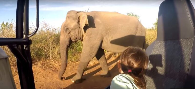 Multi-Day Tour: Udawalawe National Park Elephant Safari - Key Points