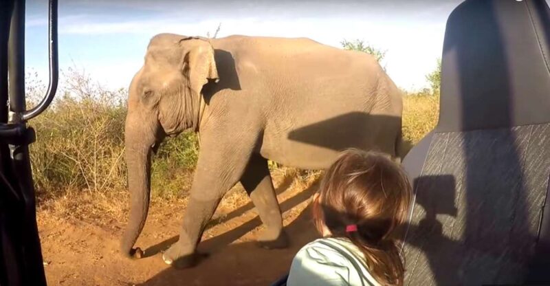 Multi-Day Tour: Udawalawe National Park Elephant Safari - Experience Highlights