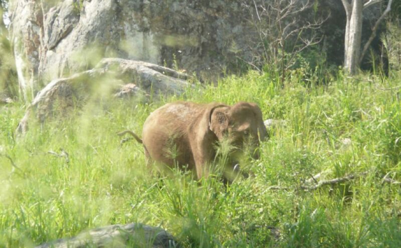 Multi-Day Tour: Udawalawe National Park Elephant Safari - Tour Details