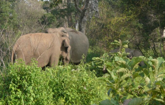 Multi-Day Tour: Udawalawe National Park Elephant Safari - Reservation and Cancellation