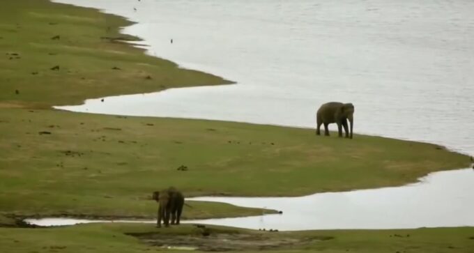 Multi-Day Tour: Udawalawe National Park Elephant Safari - Tour Highlights