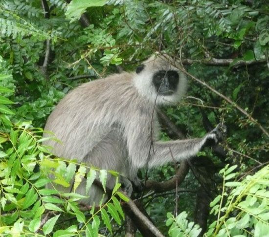 Multi-Day Tour: Udawalawe National Park Elephant Safari - Recap