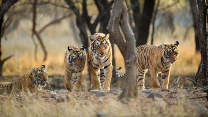 Multi Luxury Tour 5N 6D/Jaipur Ranthambore Agra Mathura - Frequently Asked Questions