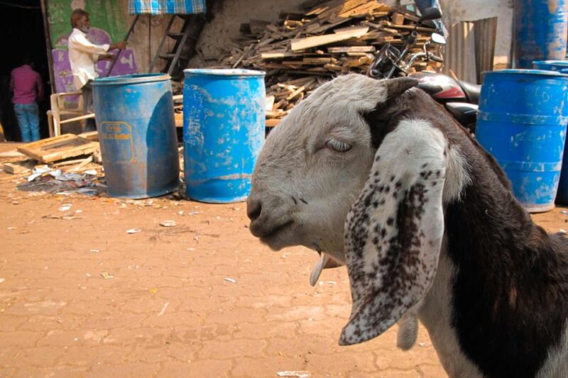 Mumbai: Private Dharavi Tour & City Sightseeing - Tour Logistics