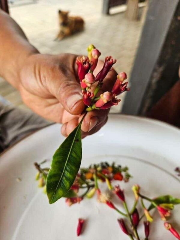 Munduk: Balinese Offering & Authentic Experience with Local - Practical Considerations and Value