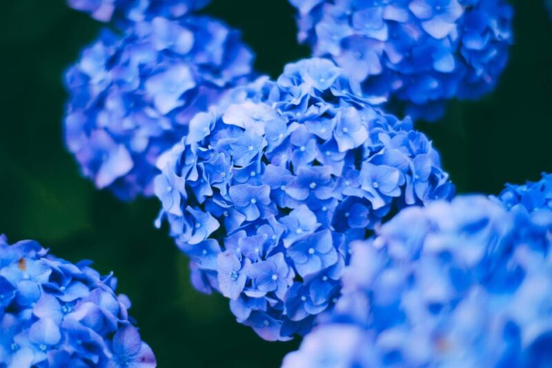Munduk Hortensia Trek: Coffee Fields, Waterfalls Exploration - Key Points