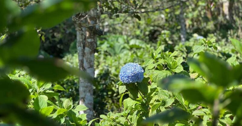 Munduk Hortensia Trek: Coffee Fields, Waterfalls Exploration - Itinerary Highlights