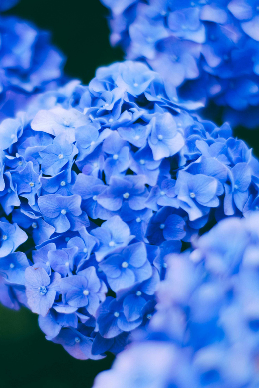 Munduk Hortensia Trek: Coffee Fields, Waterfalls Exploration - Inclusions and Exclusions