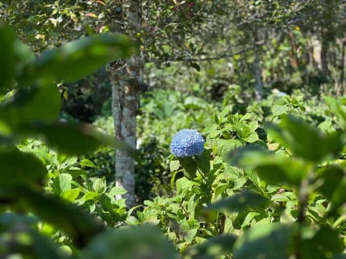 Munduk Hortensia Trek: Coffee Fields, Waterfalls Exploration - Payment and Cancellation Policies