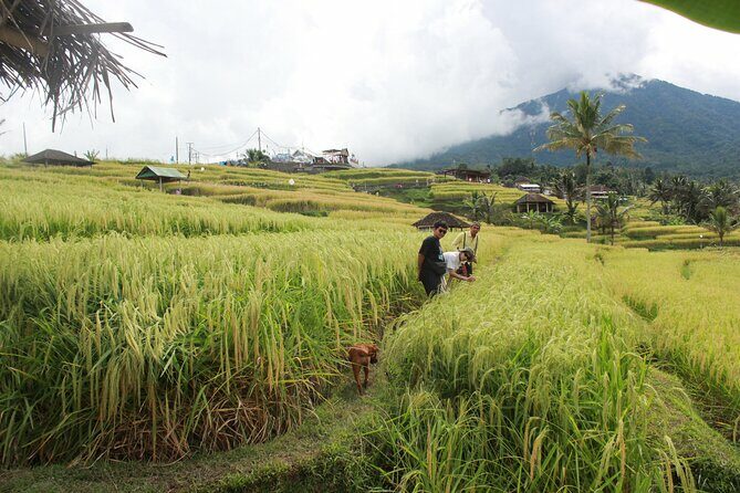 Munduk Private Customized Highlights Tour - Key Points