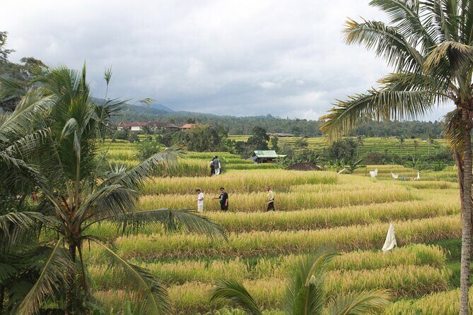 Munduk Private Customized Highlights Tour - The Allure of a Private, Tailored Bali Adventure