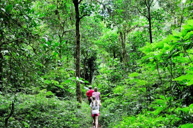 Munduk : Rainforest Tamblingan Lake Trekking & Canoeing - Trekking Experience