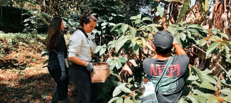 Munduk: Regenerative Roots Permaculture Farm Tour - Exploring Munduk’s Forest Farm: A Practical Overview