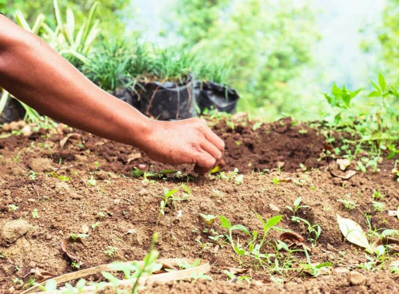 Munduk: Regenerative Roots Permaculture Farm Tour - Practical Details and Value