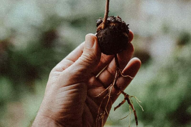 Munduk: Regenerative Roots Permaculture Farm Tour - What Travelers Say
