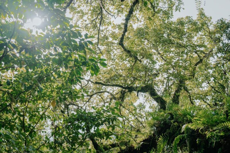 Munduk: Trekking & Canoeing at Mystical Lake Tamblingan - Guided Tour Details
