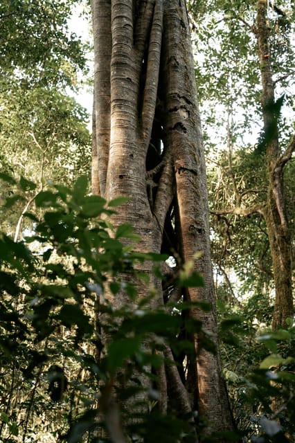 Munduk: Trekking & Canoeing at Mystical Lake Tamblingan - Frequently Asked Questions