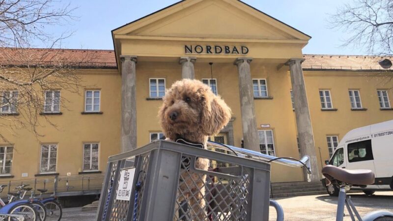 Munich: Bohème Schwabing Self-guided Neighbourhood Walk - Tour Highlights