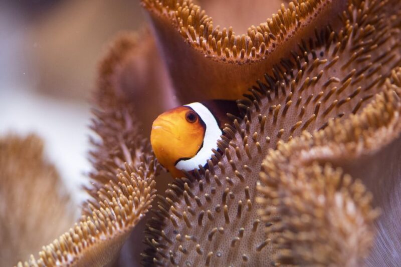 Munich: Day Ticket to Sea Life - Key Points