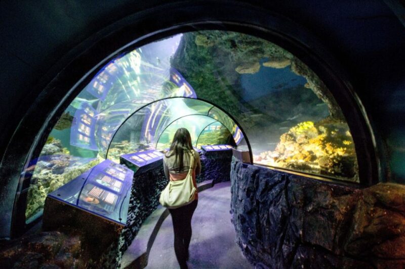 Munich: Day Ticket to Sea Life - Seahorse Theme Weeks Arrive