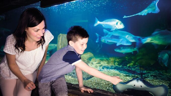 Munich: Day Ticket to Sea Life - Seahorse Conservation Efforts Highlighted
