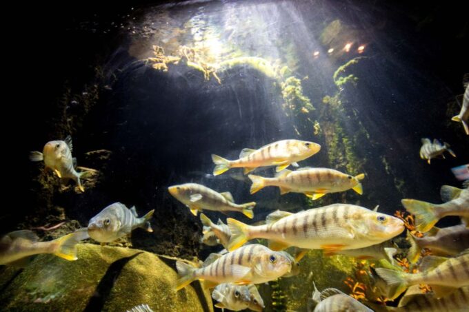 Munich: Day Ticket to Sea Life - Free WiFi and Photos