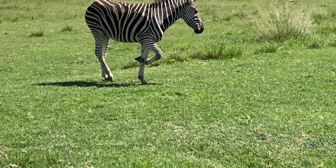 Muningi Gorge: Quad Safari and Wildlife Encounter Game Drive - Wildlife Encounter