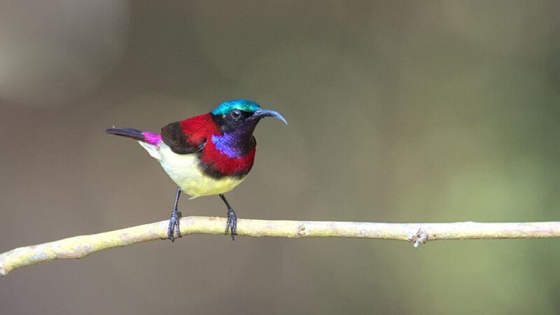 Munnar Birding and Bird Photography Trip - Itinerary and Locations