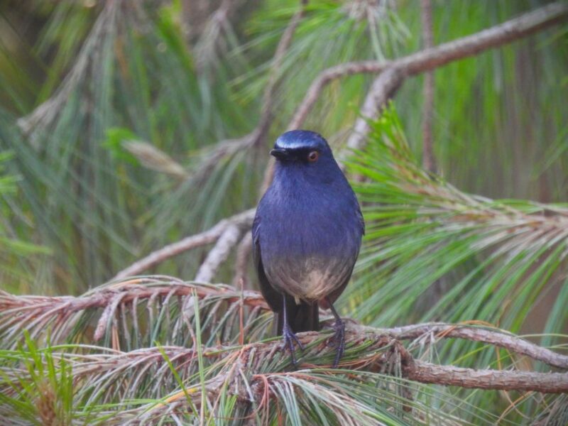 Munnar Birding and Bird Photography Trip - Experience and Highlights