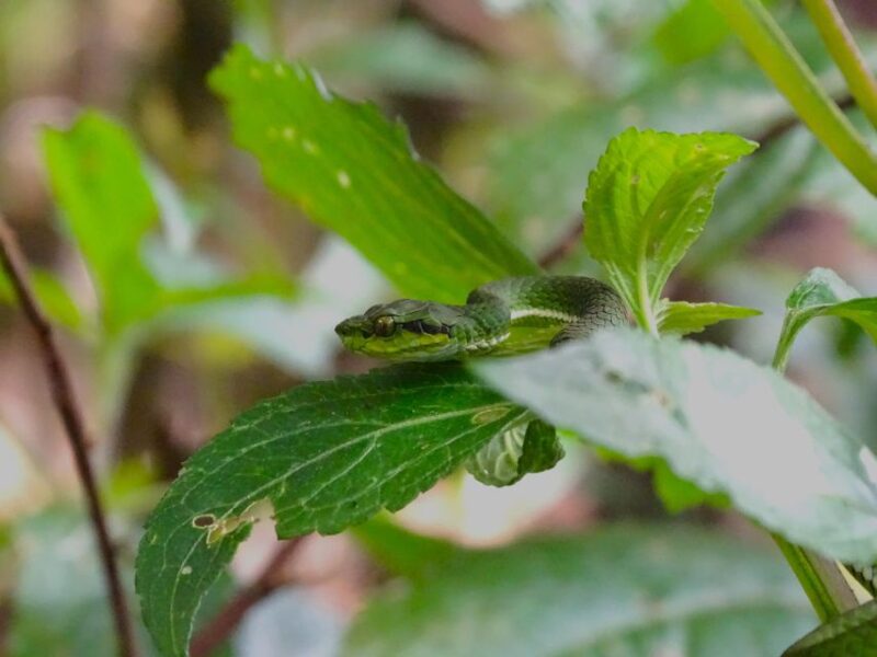 Munnar Birding and Bird Photography Trip - Additional Information