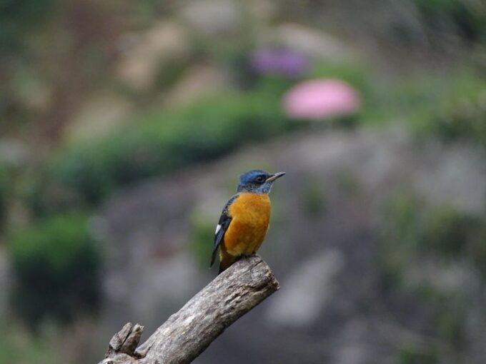 Munnar Birding and Bird Photography Trip - High Altitude Species