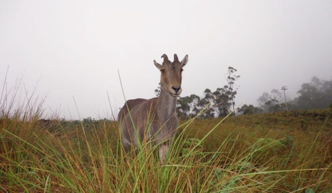 Munnar Birding and Bird Photography Trip - Endemic Species in Montane Forests