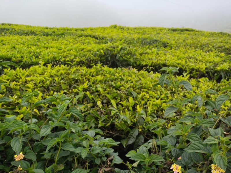 Munnar Day Return Excursion Ex Kochi Covering All Essentials - Pickup Locations