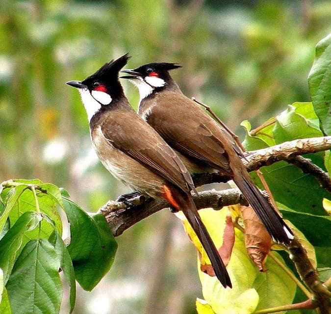 Munnar Day Return Excursion Ex Kochi Covering All Essentials - Age Restrictions