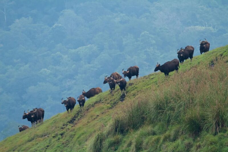 Munnar Hill Station With Periyar Wildlife Tour (03 Days) - What to Bring and Restrictions