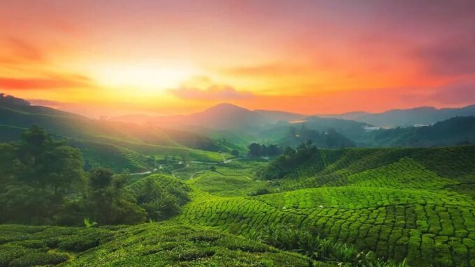 Munnar Hill Station With Periyar Wildlife Tour (03 Days) - Wildlife Experiences in Periyar