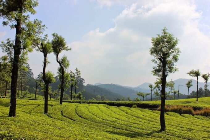 Munnar Hill Station With Periyar Wildlife Tour (03 Days) - Departure From Periyar to Cochin